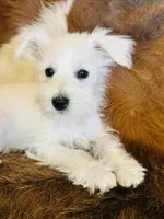 Kiko , a female Miniature Schnauzer for sale in Phoenix, AZ – Photo 2 of 4