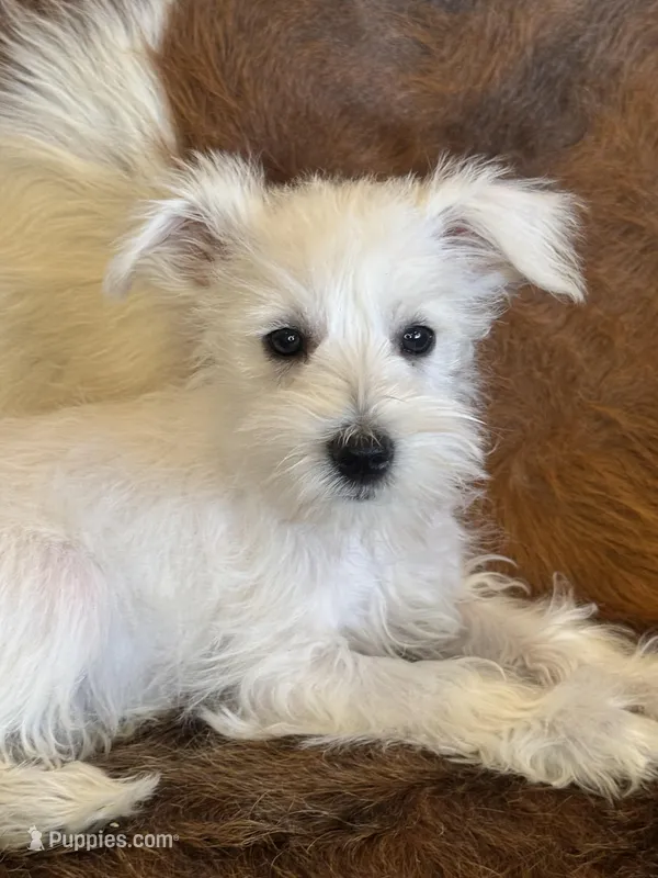 Kiko  – Miniature Schnauzer puppy for sale in Phoenix, AZ