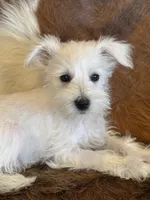 Kiko , a female Miniature Schnauzer for sale in Phoenix, AZ – Photo 1 of 4