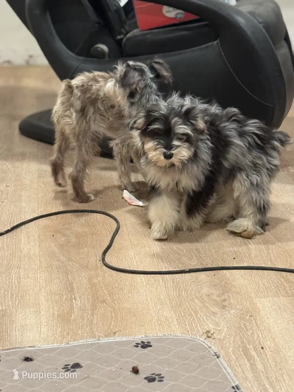 Sugar – Miniature Schnauzer puppy for sale in Phoenix, AZ