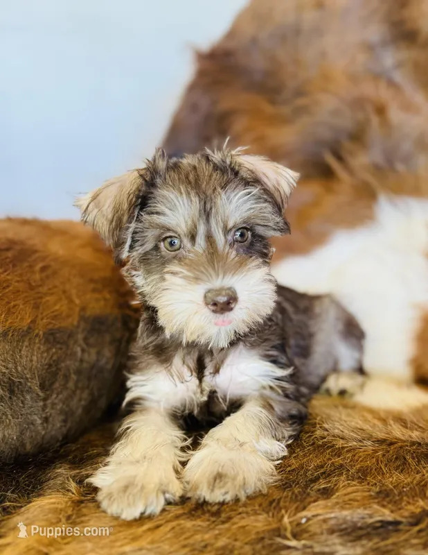 Sheba – Miniature Schnauzer puppy for sale in Phoenix, AZ