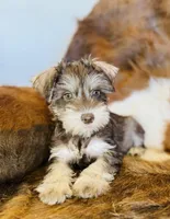 Sheba, a female Miniature Schnauzer for sale in Phoenix, AZ – Photo 1 of 4