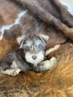Sheba, a female Miniature Schnauzer for sale in Phoenix, AZ – Photo 3 of 4