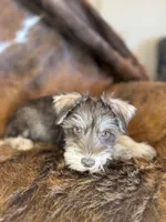 Sheba, a female Miniature Schnauzer for sale in Phoenix, AZ – Photo 2 of 4
