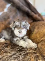 Sheba, a female Miniature Schnauzer for sale in Phoenix, AZ – Photo 4 of 4