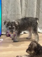 Joy, a female Miniature Schnauzer for sale in Phoenix, AZ – 2 of 2