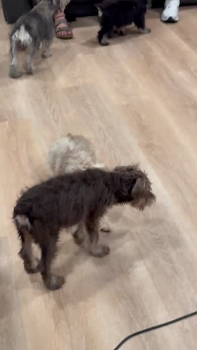 Angel- Toy Baby Girl, a female Miniature Schnauzer for sale in Phoenix, AZ – 4 of 4