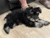 Angel- Toy Baby Girl, a female Miniature Schnauzer for sale in Phoenix, AZ – 1 of 4