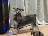 Joy, a female Miniature Schnauzer for sale in Phoenix, AZ – 1 of 2