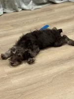 Jimmeney, a male Miniature Schnauzer for sale in Phoenix, AZ – 5 of 5