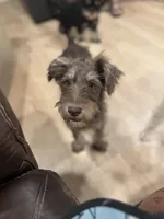 Jimmeney, a male Miniature Schnauzer for sale in Phoenix, AZ – 2 of 5