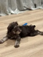 Jimmeney, a male Miniature Schnauzer for sale in Phoenix, AZ – 4 of 5