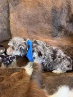 Hank, a male Miniature Schnauzer for sale in Phoenix, AZ – Photo 5 of 5