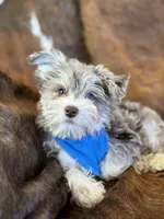 Hank, a male Miniature Schnauzer for sale in Phoenix, AZ – Photo 1 of 5