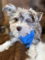 Hank, a male Miniature Schnauzer for sale in Phoenix, AZ – Photo 2 of 5