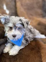 Hank, a male Miniature Schnauzer for sale in Phoenix, AZ – Photo 4 of 5