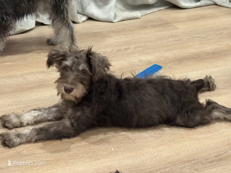 Jimmeney – Miniature Schnauzer puppy for sale in Phoenix, AZ