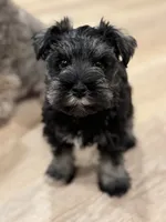 Mr. Mustache  , a male Miniature Schnauzer for sale in Phoenix, AZ – 1 of 7