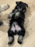Mr. Mustache  , a male Miniature Schnauzer for sale in Phoenix, AZ – 4 of 7