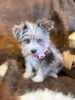 Happy, a female Miniature Schnauzer for sale in Phoenix, AZ – Photo 3 of 4