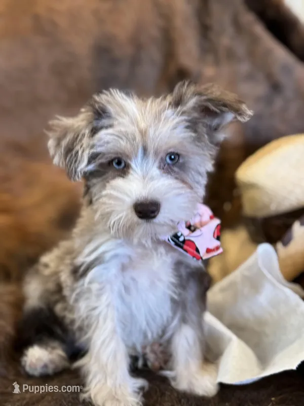 Happy – Miniature Schnauzer puppy for sale in Phoenix, AZ