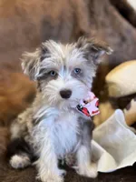 Happy, a female Miniature Schnauzer for sale in Phoenix, AZ – Photo 1 of 4