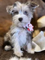 Happy, a female Miniature Schnauzer for sale in Phoenix, AZ – Photo 1 of 4