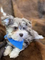 Happy, a female Miniature Schnauzer for sale in Phoenix, AZ – Photo 2 of 4