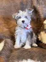 Happy, a female Miniature Schnauzer for sale in Phoenix, AZ – Photo 4 of 4