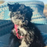 Cinder, a female Miniature Schnauzer for sale in Phoenix, AZ – Photo 1 of 4