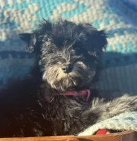 Cinder, a female Miniature Schnauzer for sale in Phoenix, AZ – Photo 3 of 4