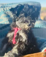 Cinder, a female Miniature Schnauzer for sale in Phoenix, AZ – Photo 4 of 4