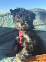 Cinder, a female Miniature Schnauzer for sale in Phoenix, AZ – Photo 2 of 4