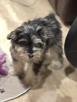 Sugar, a female Miniature Schnauzer for sale in Phoenix, AZ – 2 of 2