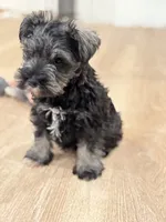 Mr. Mustache  , a male Miniature Schnauzer for sale in Phoenix, AZ – 3 of 7