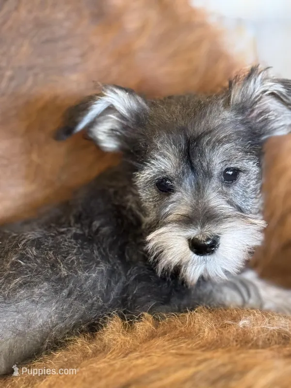 Baby Joy – Miniature Schnauzer puppy for sale in Phoenix, AZ