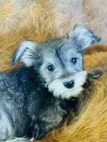 Baby Joy, a female Miniature Schnauzer for sale in Phoenix, AZ – Photo 2 of 4