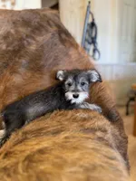 Baby Joy, a female Miniature Schnauzer for sale in Phoenix, AZ – Photo 4 of 4