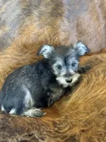Baby Joy, a female Miniature Schnauzer for sale in Phoenix, AZ – Photo 3 of 4