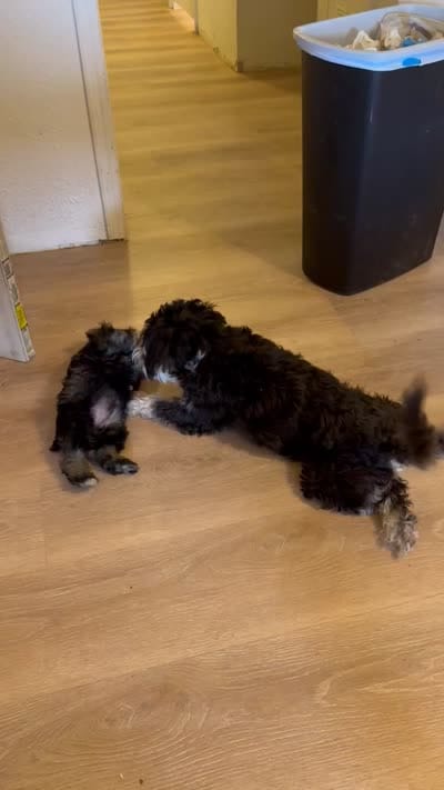 Mr. Mustache  , a male Miniature Schnauzer for sale in Phoenix, AZ – 6 of 7