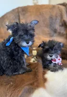 Raggety Ann , a female Miniature Schnauzer for sale in Phoenix, AZ – Photo 3 of 3