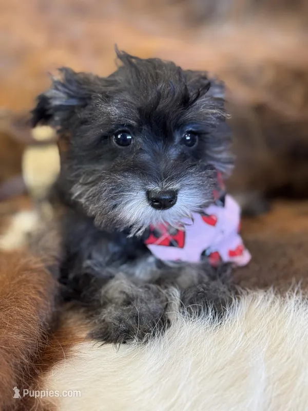 Raggety Ann  – Miniature Schnauzer puppy for sale in Phoenix, AZ
