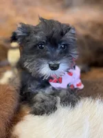 Raggety Ann , a female Miniature Schnauzer for sale in Phoenix, AZ – Photo 1 of 3