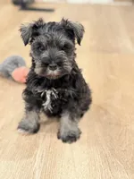 Mr. Mustache  , a male Miniature Schnauzer for sale in Phoenix, AZ – 2 of 7