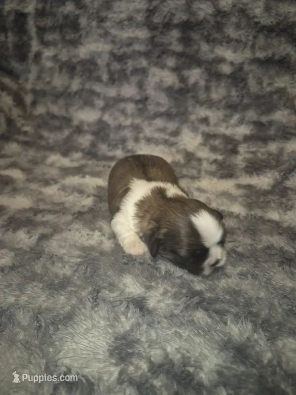 Dottie – Shih Tzu puppy for sale in Buffalo, MO