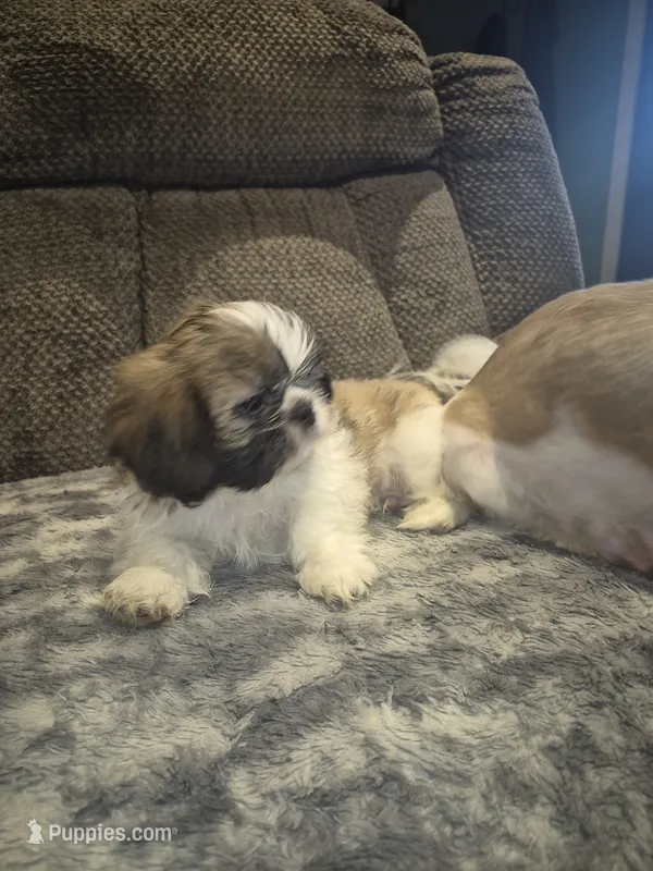 Snickers  – Shih Tzu puppy for sale in Buffalo, MO