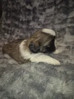 Snickers , a male Shih Tzu for sale in Buffalo, MO – 6 of 6