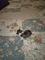 Dudley, a female Shih Tzu for sale in Buffalo, MO – 2 of 2