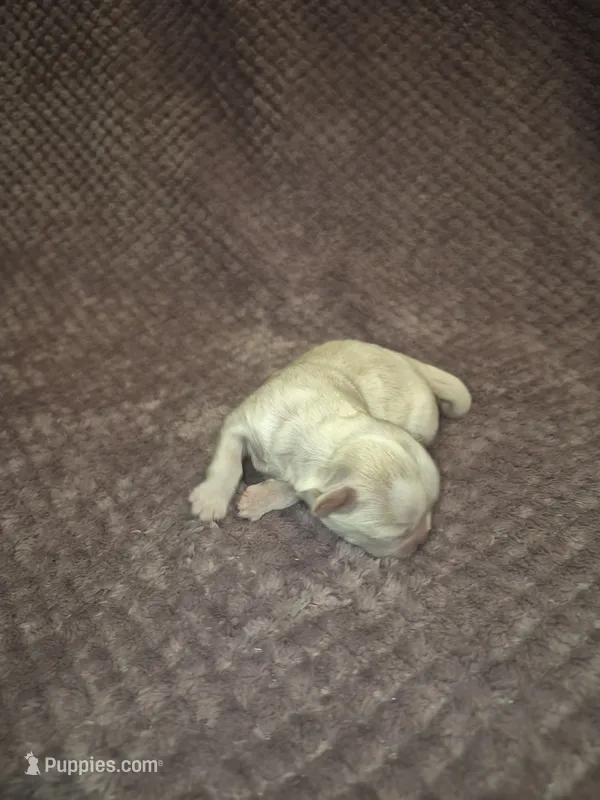 Snowball  – Shih Tzu puppy for sale in Buffalo, MO
