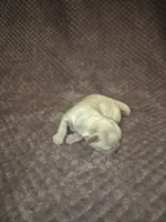 Snowball , a female Shih Tzu for sale in Buffalo, MO – 1 of 4